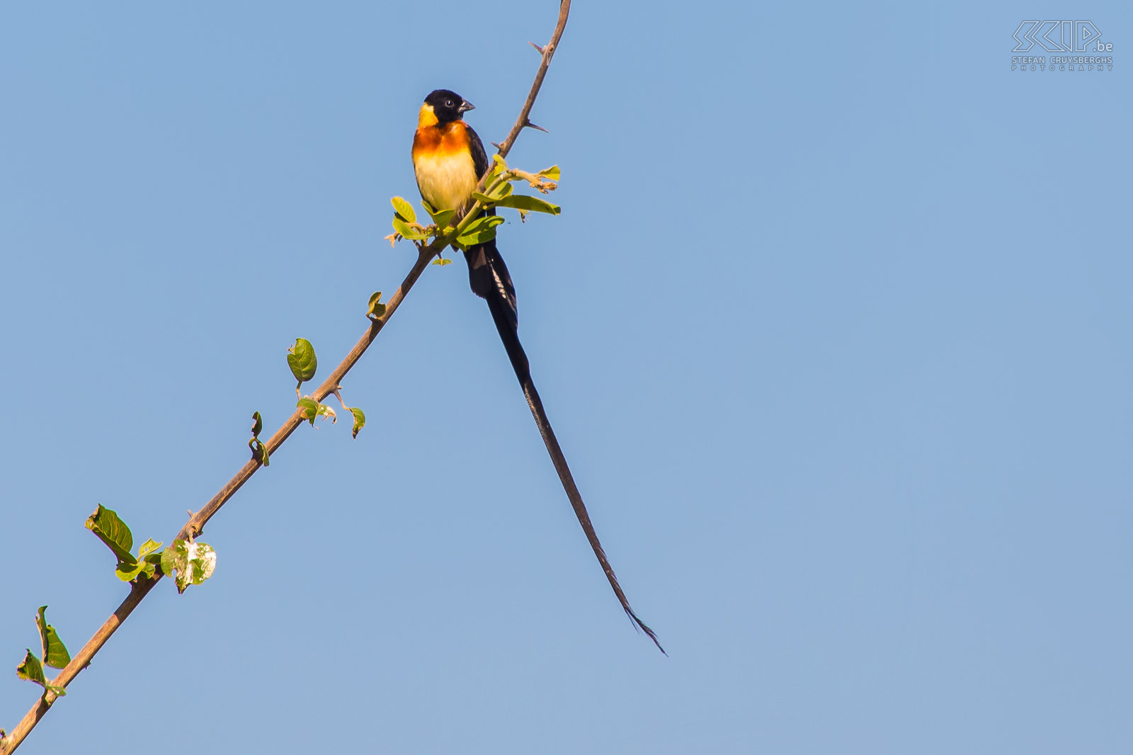 South Luangwa - Long-tailed paradise whydah A male long-tailed paradise whydah or eastern paradise whydah (Vidua paradisaea) has black tail feathers which can be up to 36 cm long. Stefan Cruysberghs